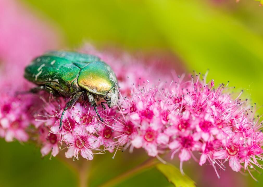 Beetles are ancient pollinators